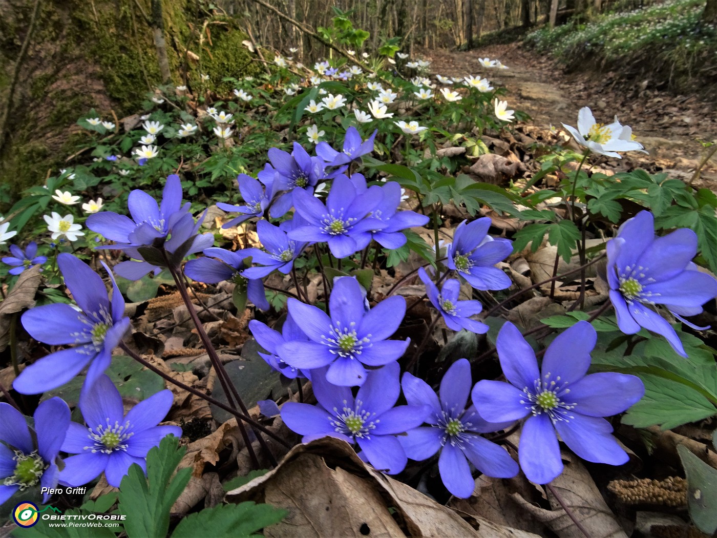 40  Distese di anemoni dei boschi (Anemonoides nemorosa) con macchie di Erba trinita (Hepatica nobilis).JPG